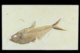 6.35" Fossil Fish (Diplomystus) - Green River Formation - #130306-1